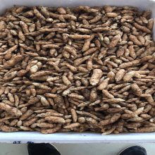 洋荷姜栽培技術(shù)圖片 藥材種子種苗行業(yè) 中國供應(yīng)商