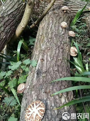 秦嶺深山椴木香菇,入冬新菇,直徑3-5cm,均勻,肉質厚實。