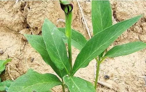 一年就可以賣錢的藥材,種植周期短風(fēng)險小回報高平均畝收入1萬元,你知道有哪幾種