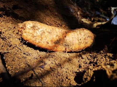 天麻是一種無根無葉的草本植物,卻能開花、結實、生子,神奇得很