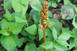 在農村這野草被稱為 神草 ,常吃對頭腦好,現在已很少見到