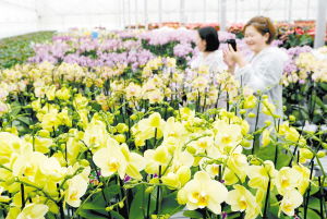 高原特色農業從全產業鏈中崛起