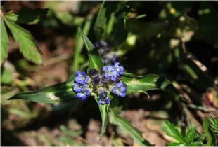 我國(guó)9大氣候地區(qū)適合種植哪些中草藥